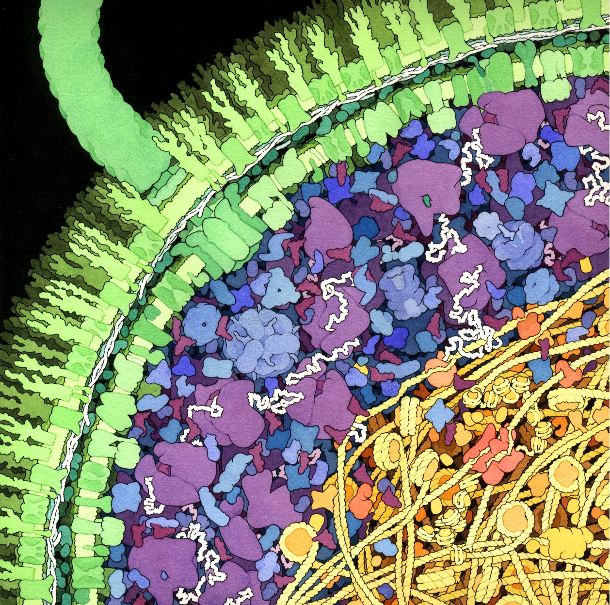A cutaway illustration of an E. coli cell shows a layered green outer envelope surrounding densely packed purple and blue molecular structures, with yellow strands and smaller orange forms deeper inside.
